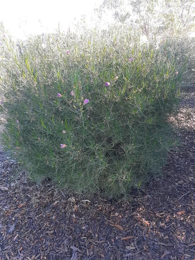 Alyogyne hakeifolia habit