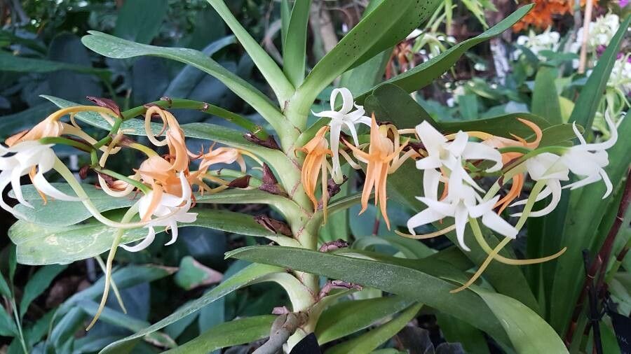 Cyrtorchis arcuata — houseplant care guide