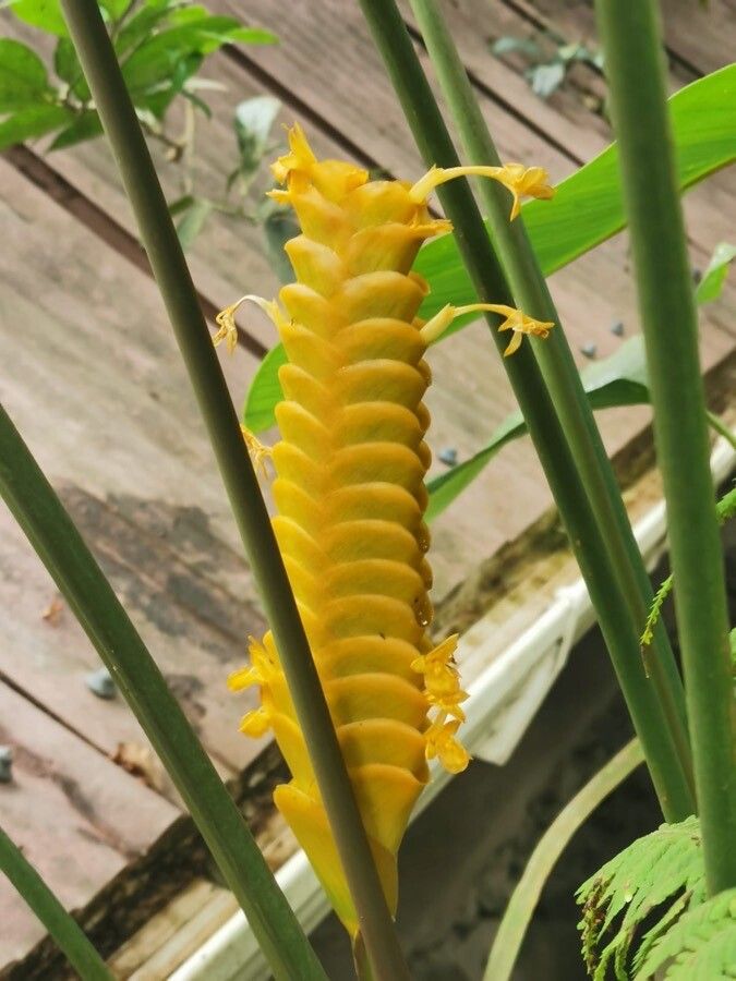 Calathea similis — houseplant care guide