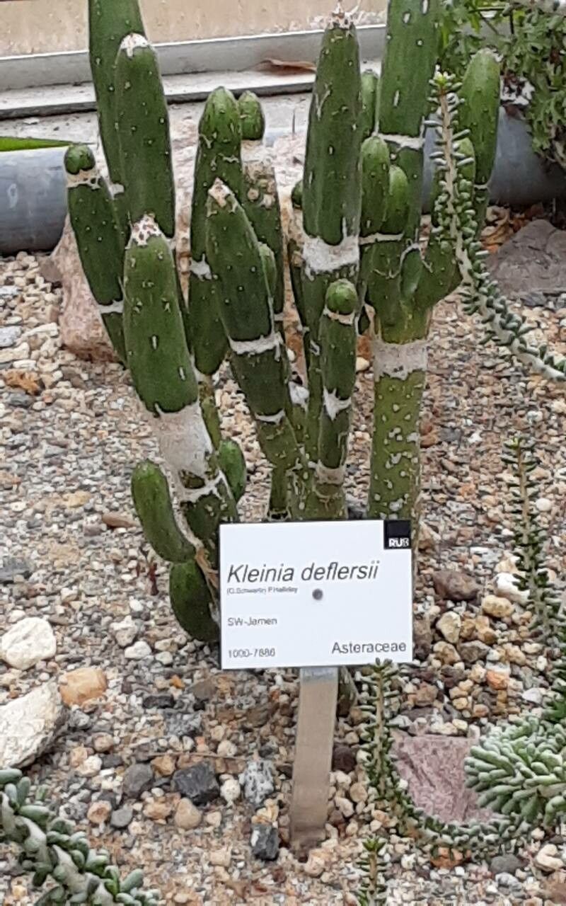 Kleinia deflersii — search result for 'Kleinia'