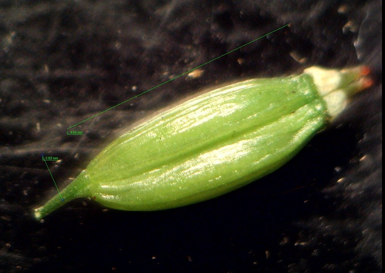 Conopodium subcarneum fruit