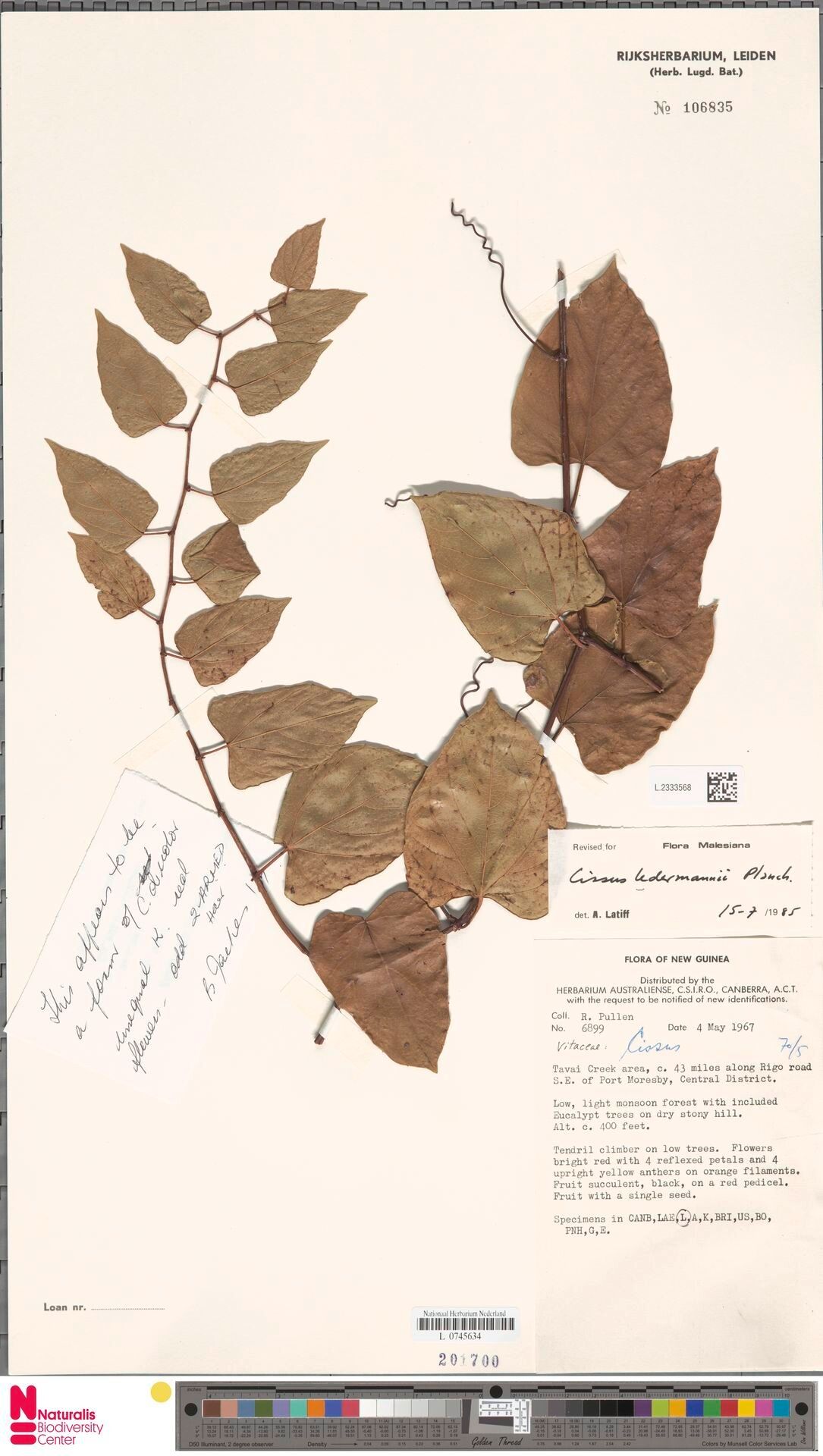 Cyphostemma ledermannii — houseplant care guide