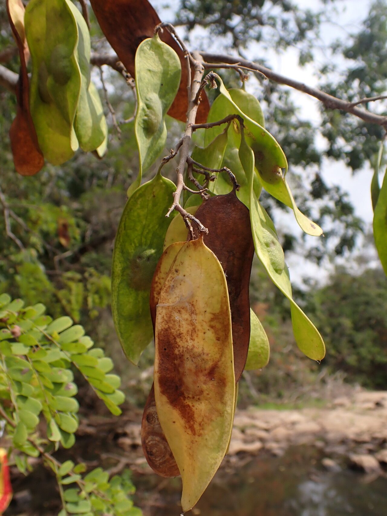 Dalbergia afzeliana fruit