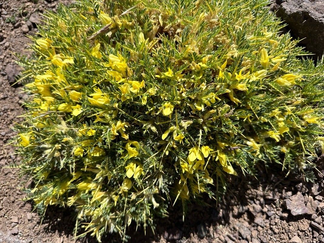 Astragalus ibrahimianus flower