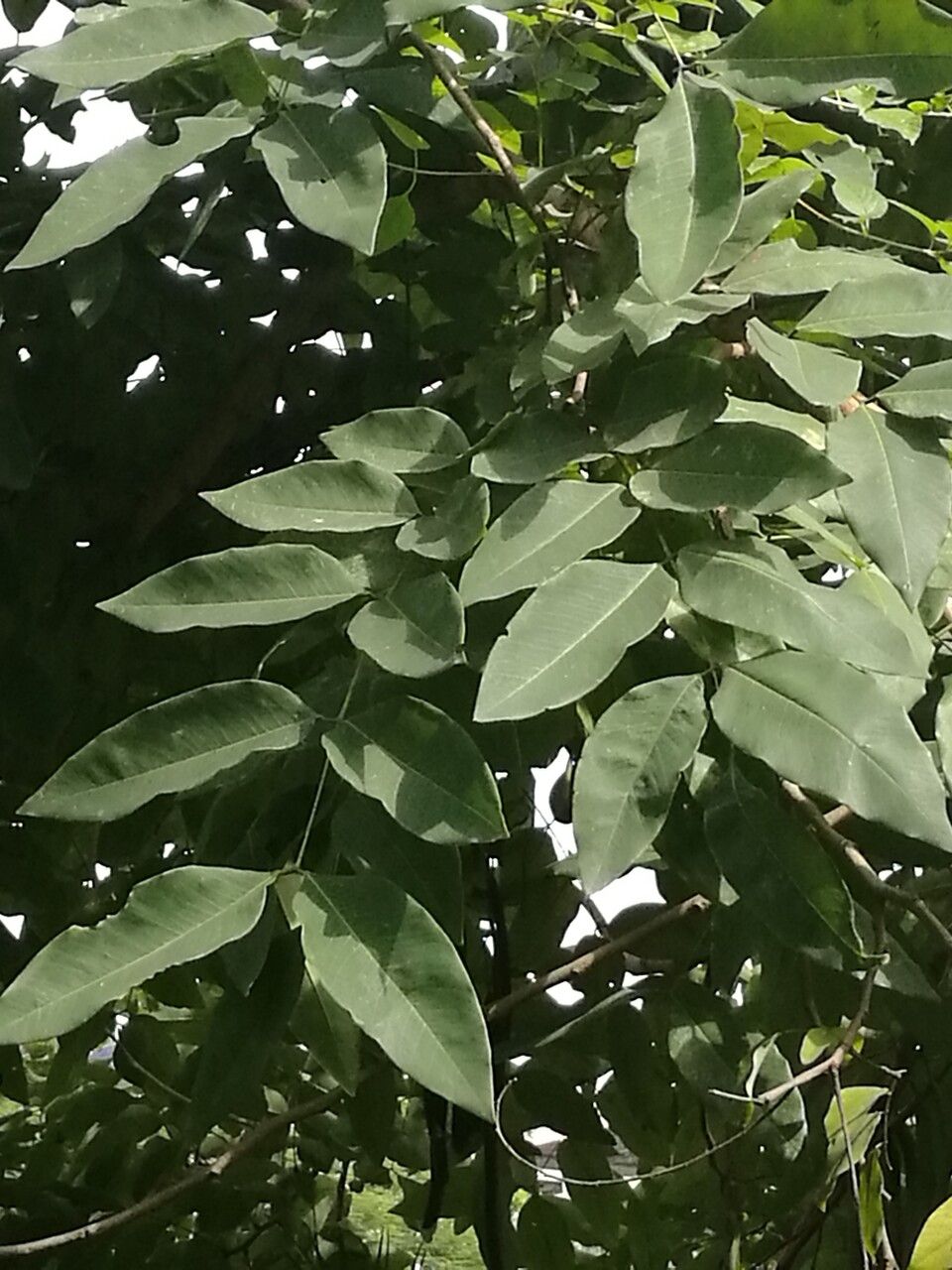 Ekebergia capensis — search result for 'southern Africa'