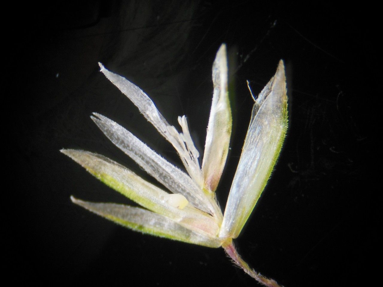 Koeleria albescens fruit