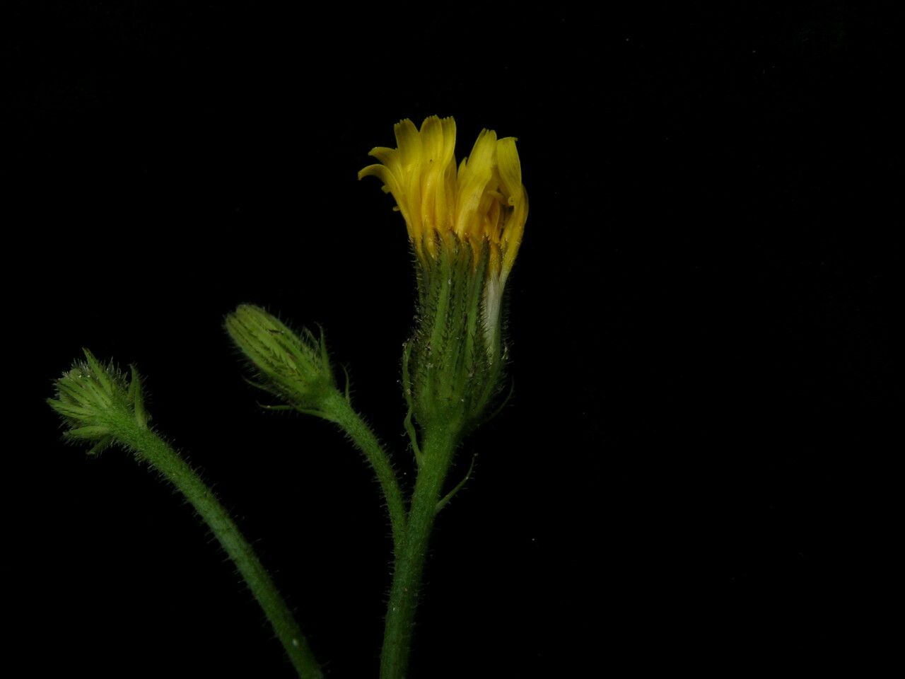 Hieracium diaphanoides flower