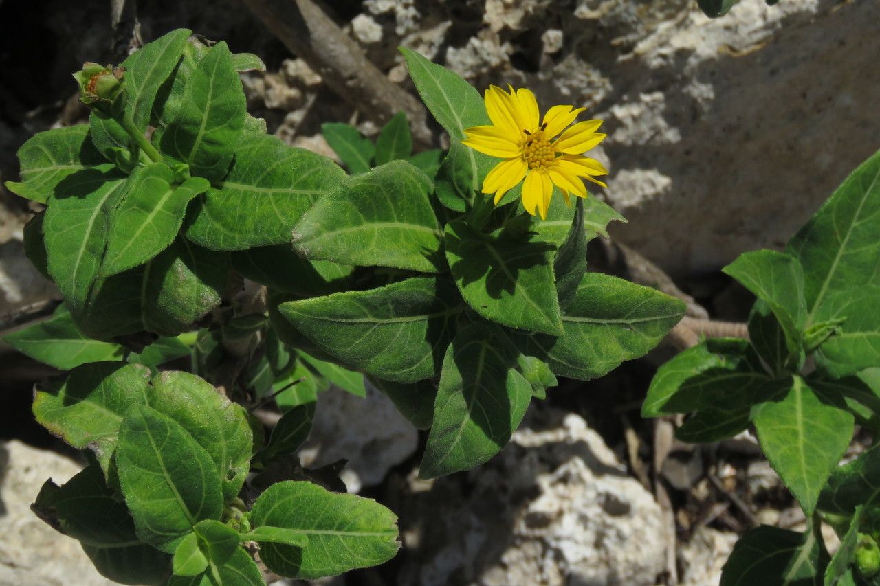 Wedelia calycina — related species from the same genus
