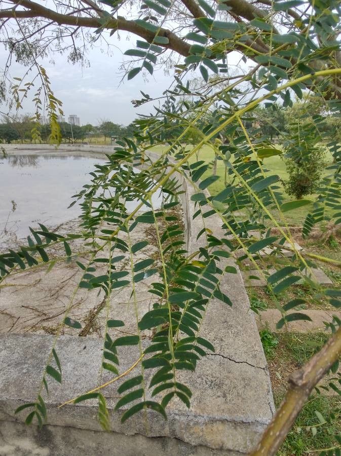 Enterolobium contortisiliquum leaf