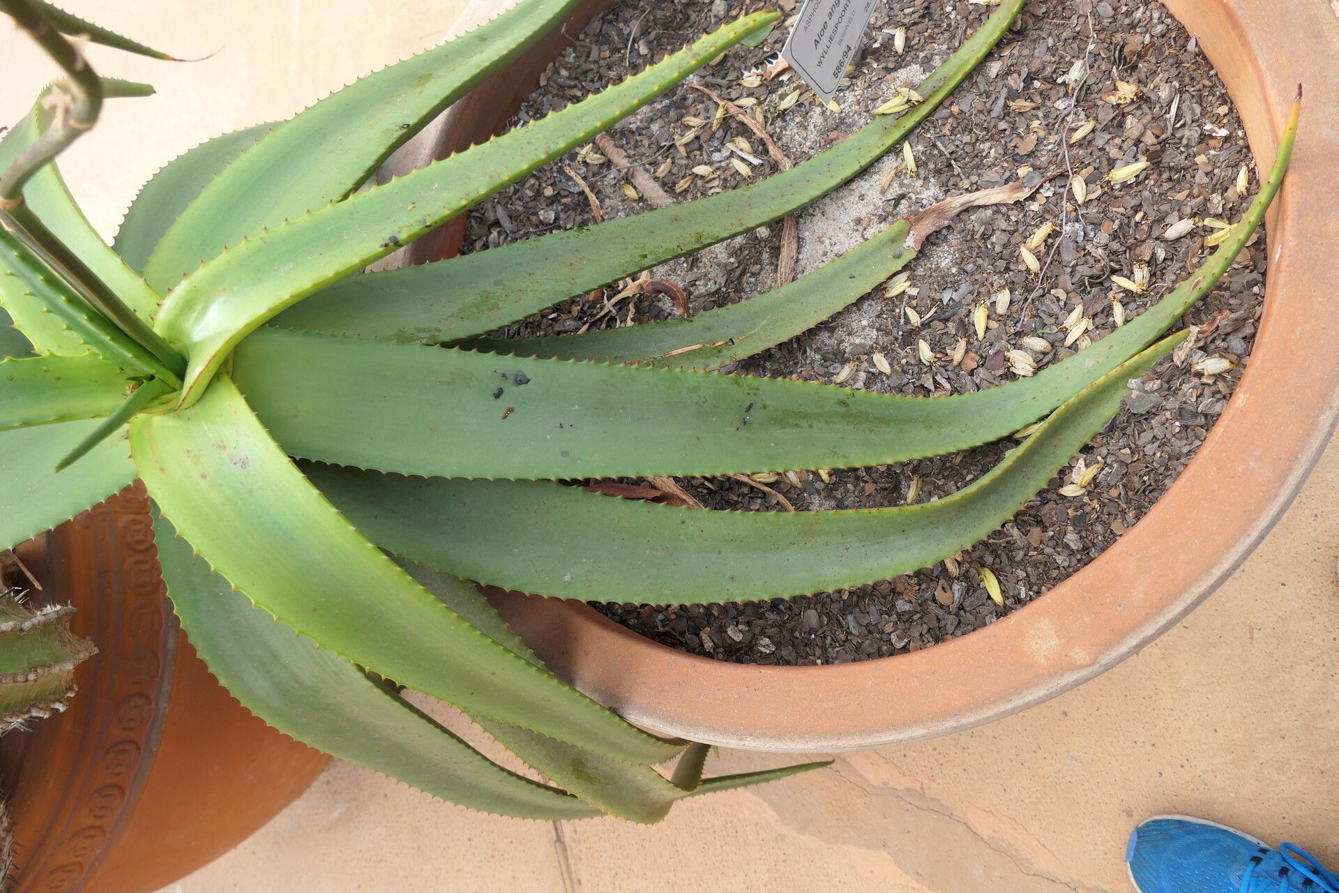 Aloe angelica — search result for 'Angelica'
