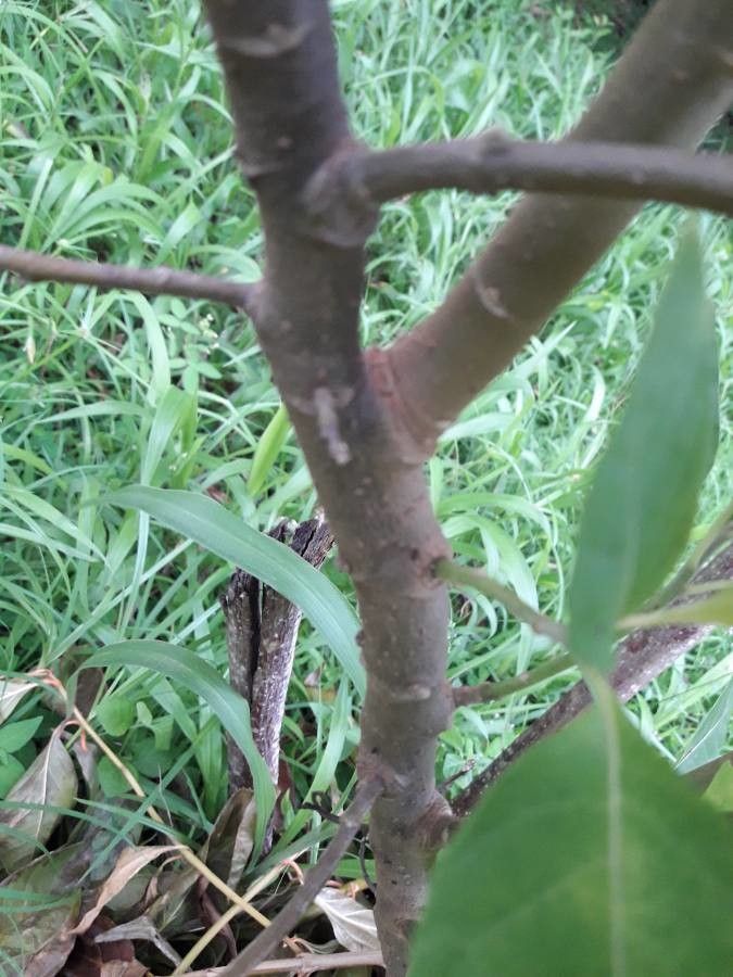 Gymnanthemum amygdalinum bark