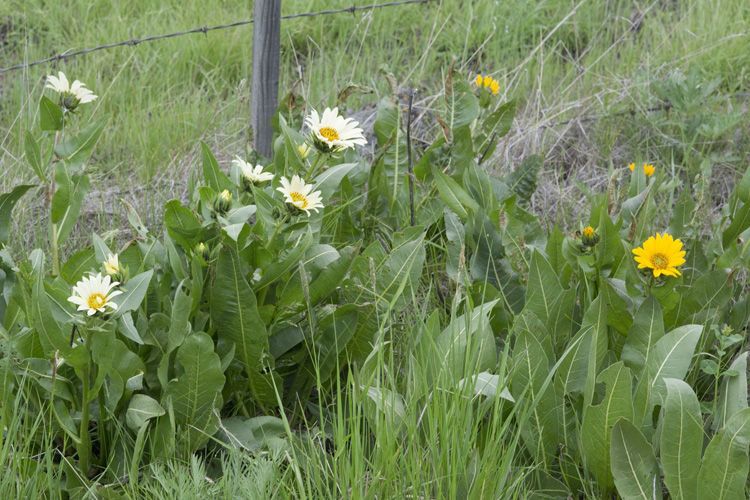 Wyethia helianthoides habit