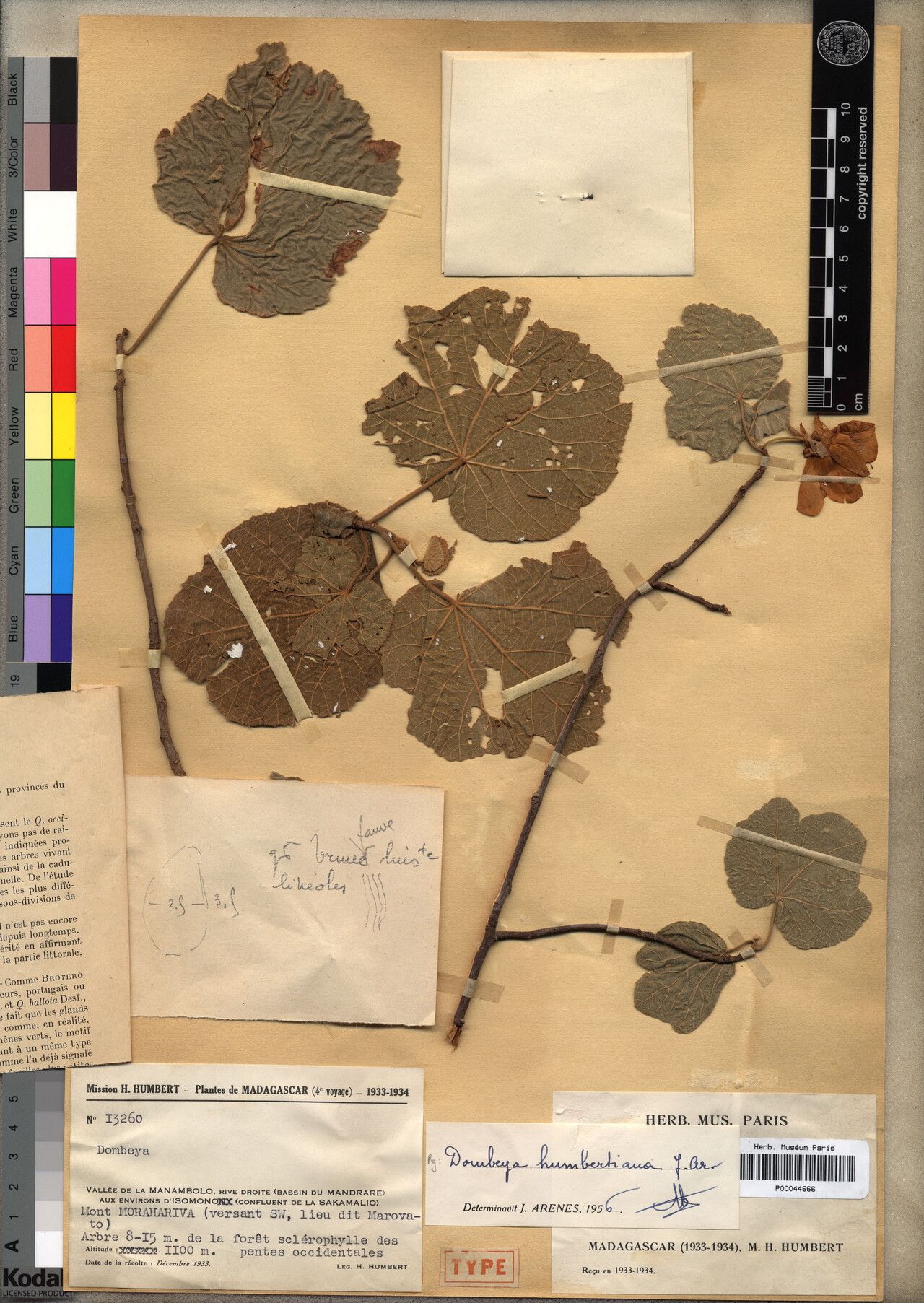 Dombeya humbertiana — houseplant care guide