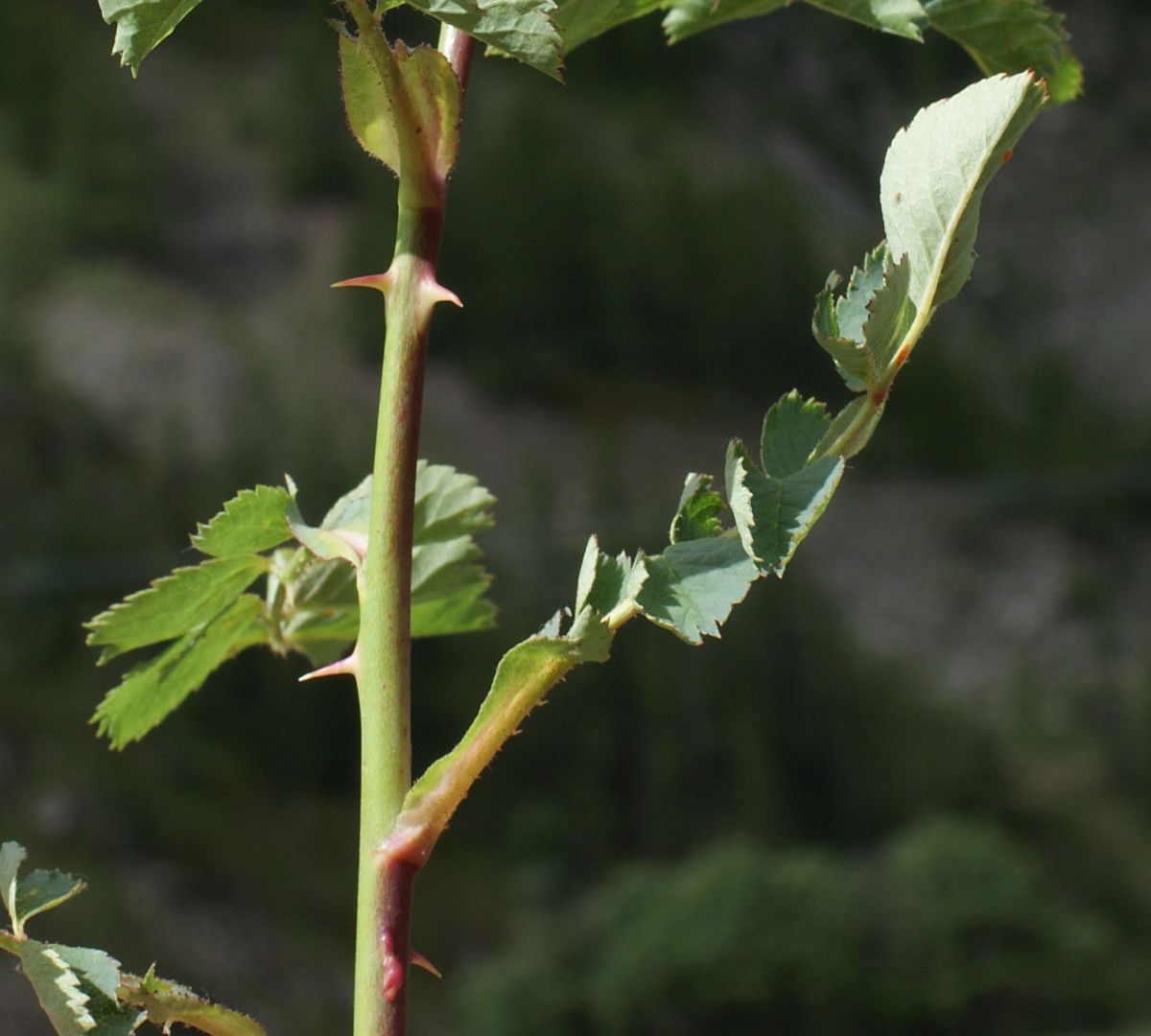 Rosa montana leaf