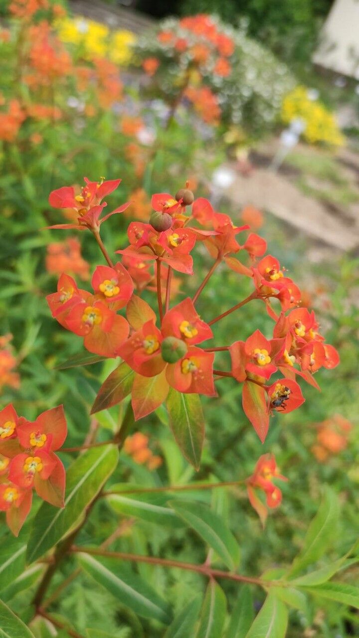 Euphorbia griffithii flower