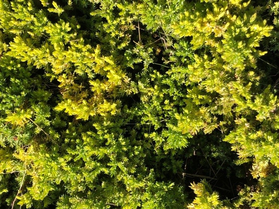 Juniperus procumbens — search result for 'Juniperus'