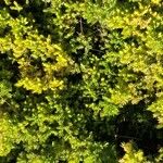 Juniperus procumbens