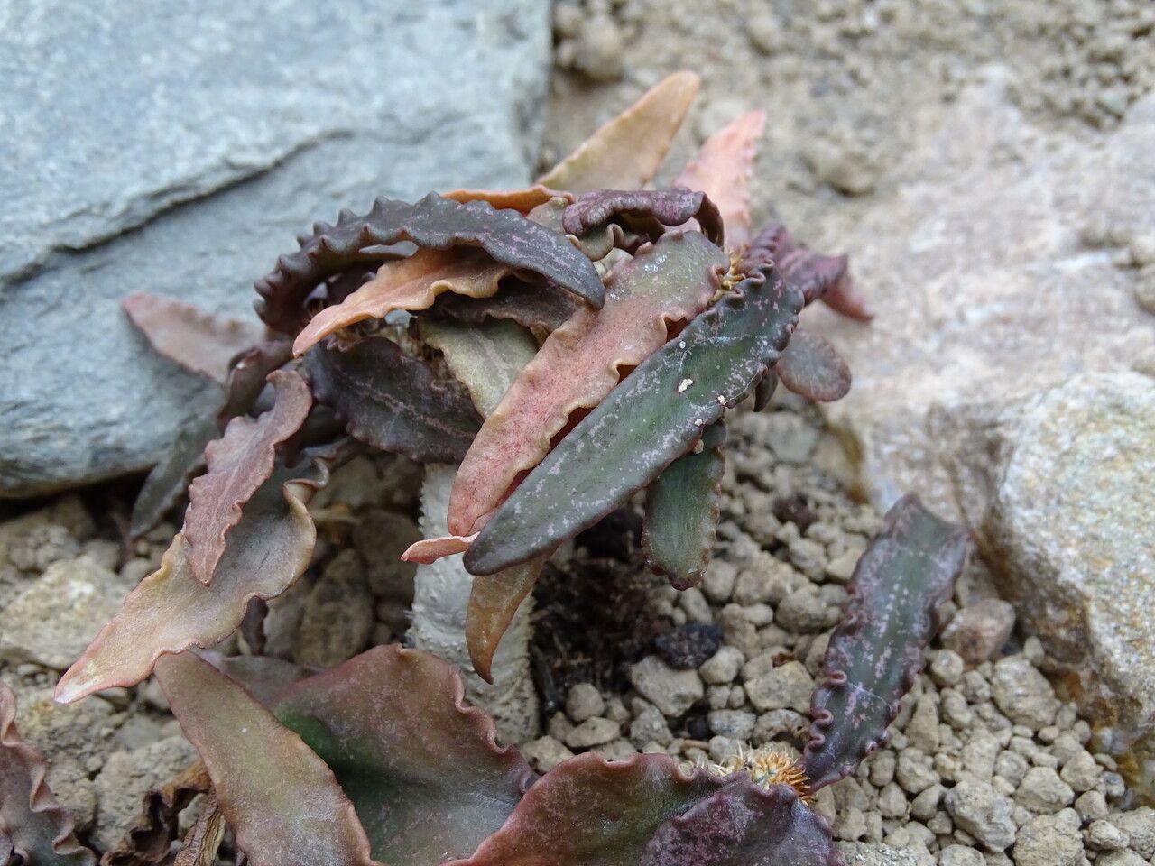 Euphorbia francoisii — houseplant care guide