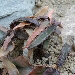 Euphorbia francoisii