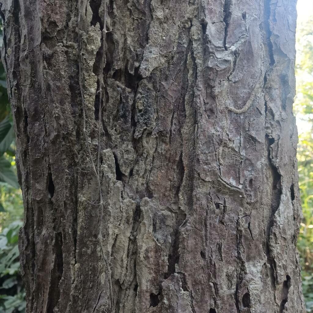 Shorea robusta bark