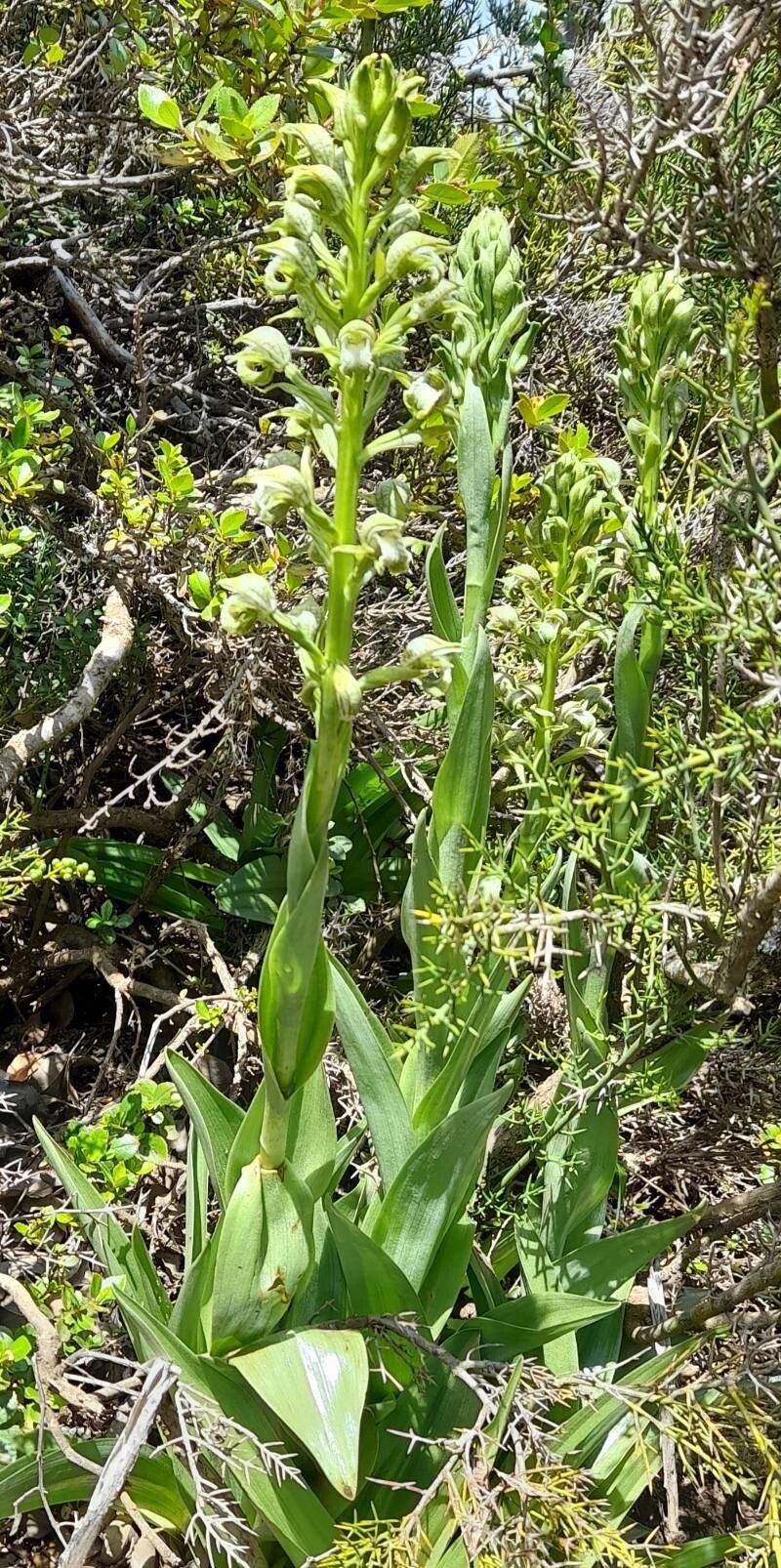Chloraea cylindrostachya habit