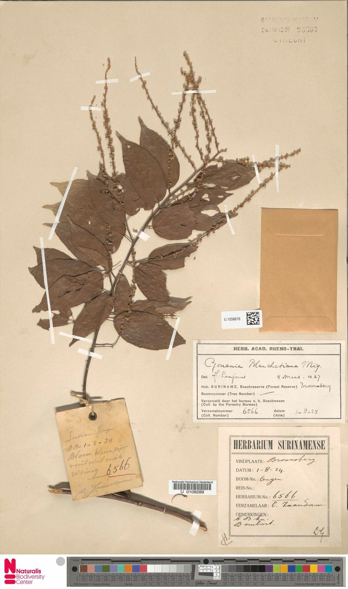 Gouania blanchetiana other