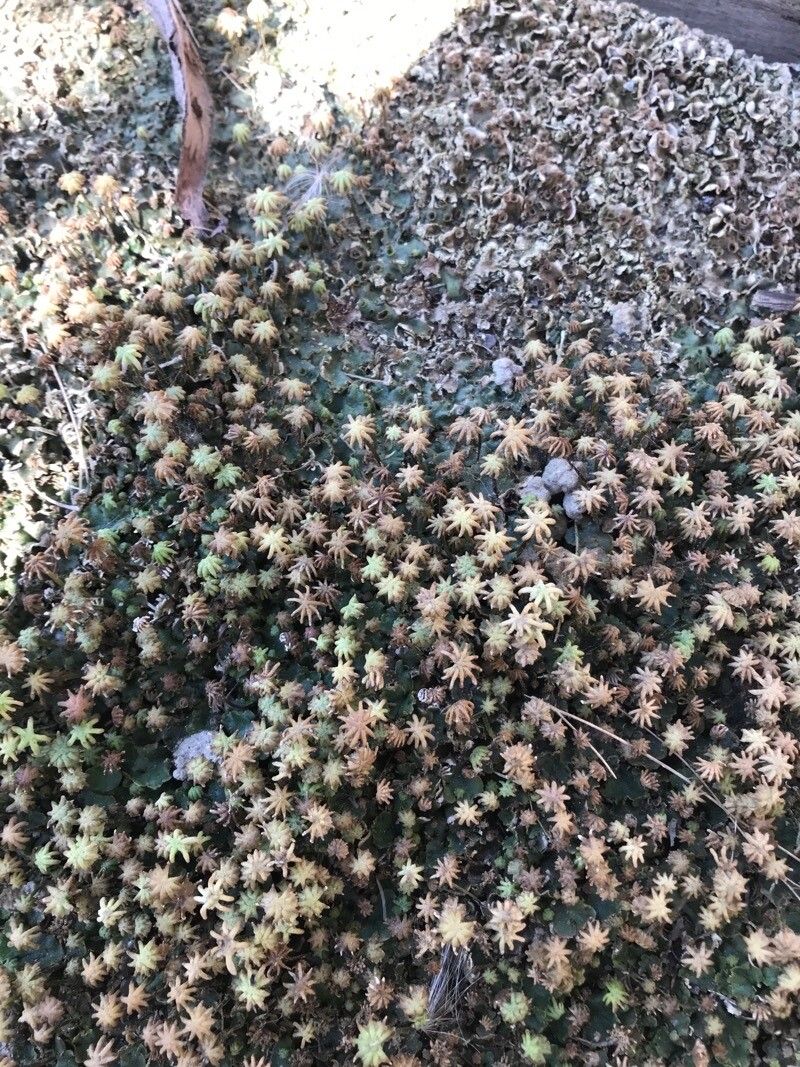 Monanthes pallens — houseplant care guide