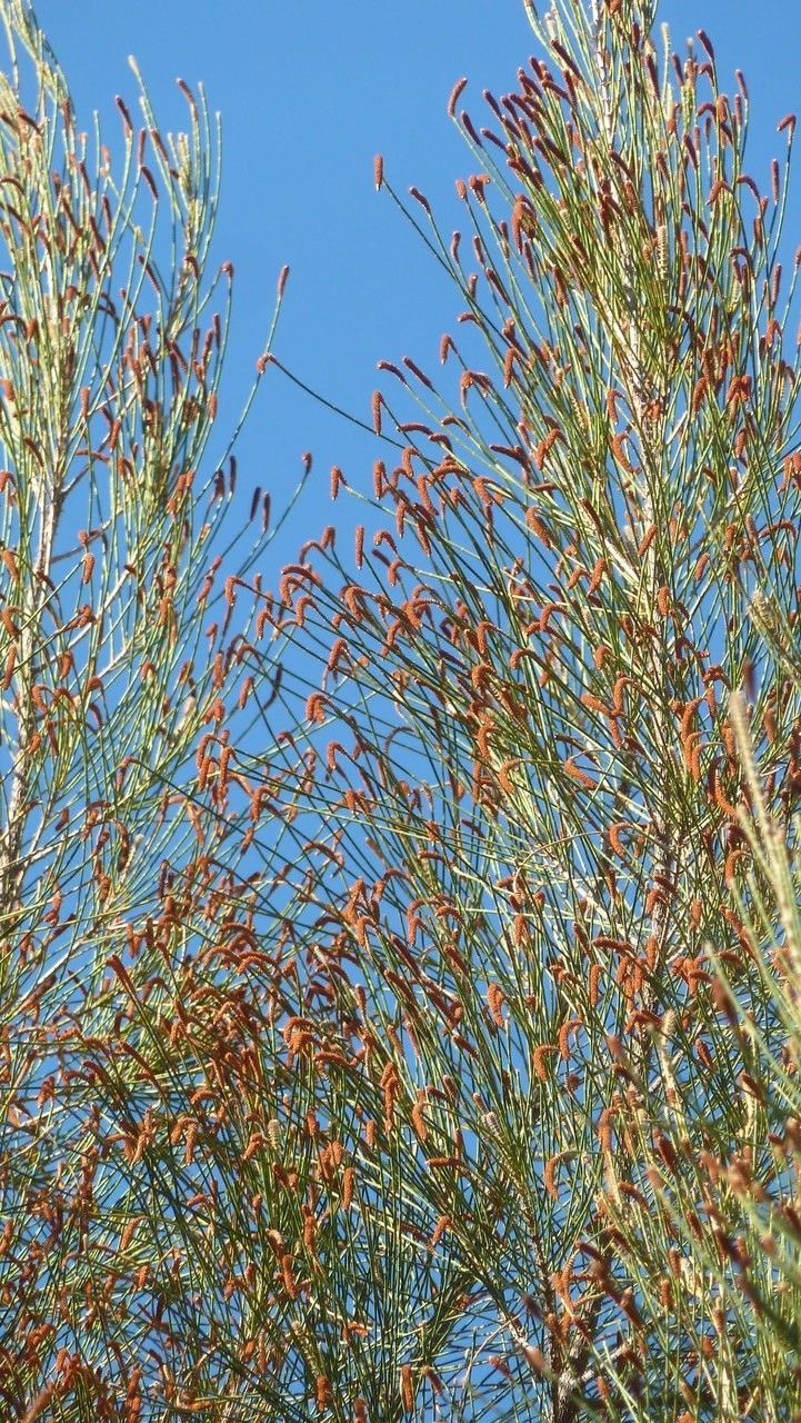 Casuarina glauca flower