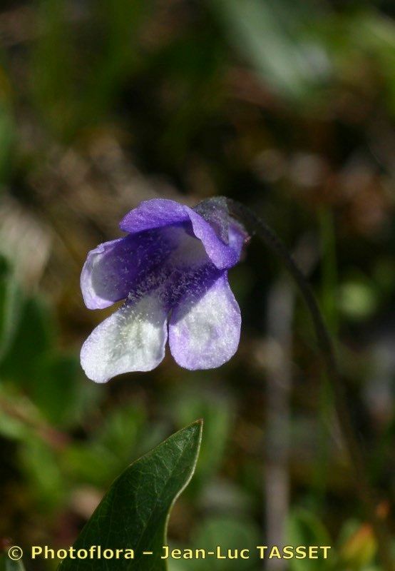 Pinguicula arvetii flower
