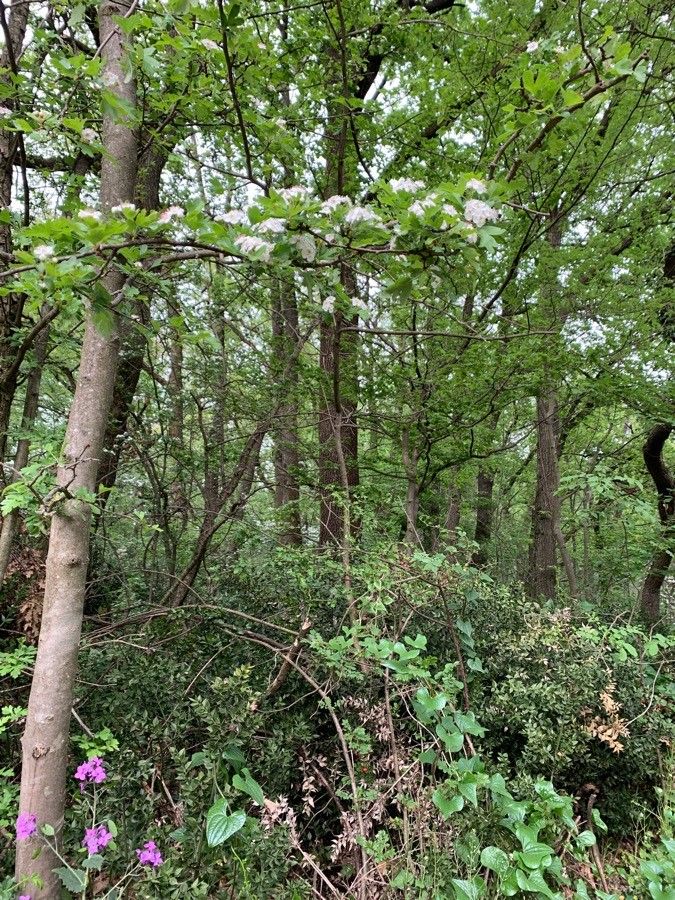 Quercus × rosacea flower