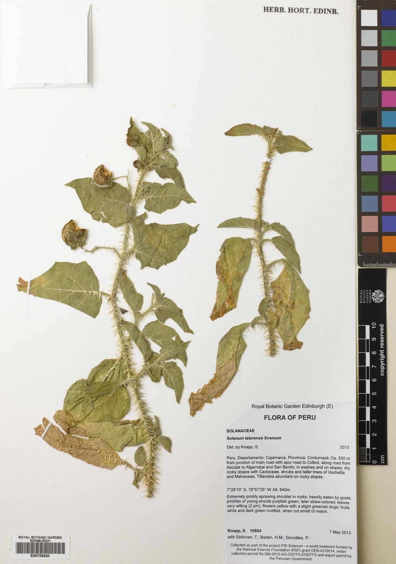 Solanum talarense — houseplant care guide