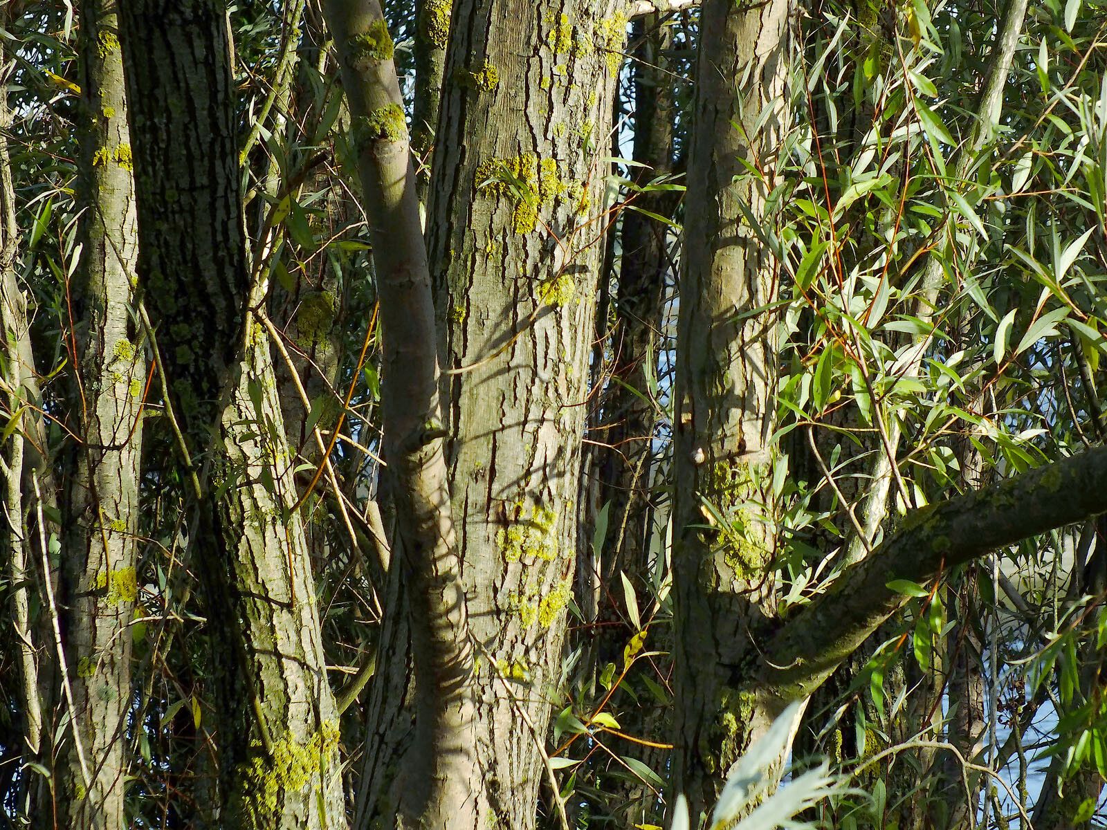 Salix mucronata bark
