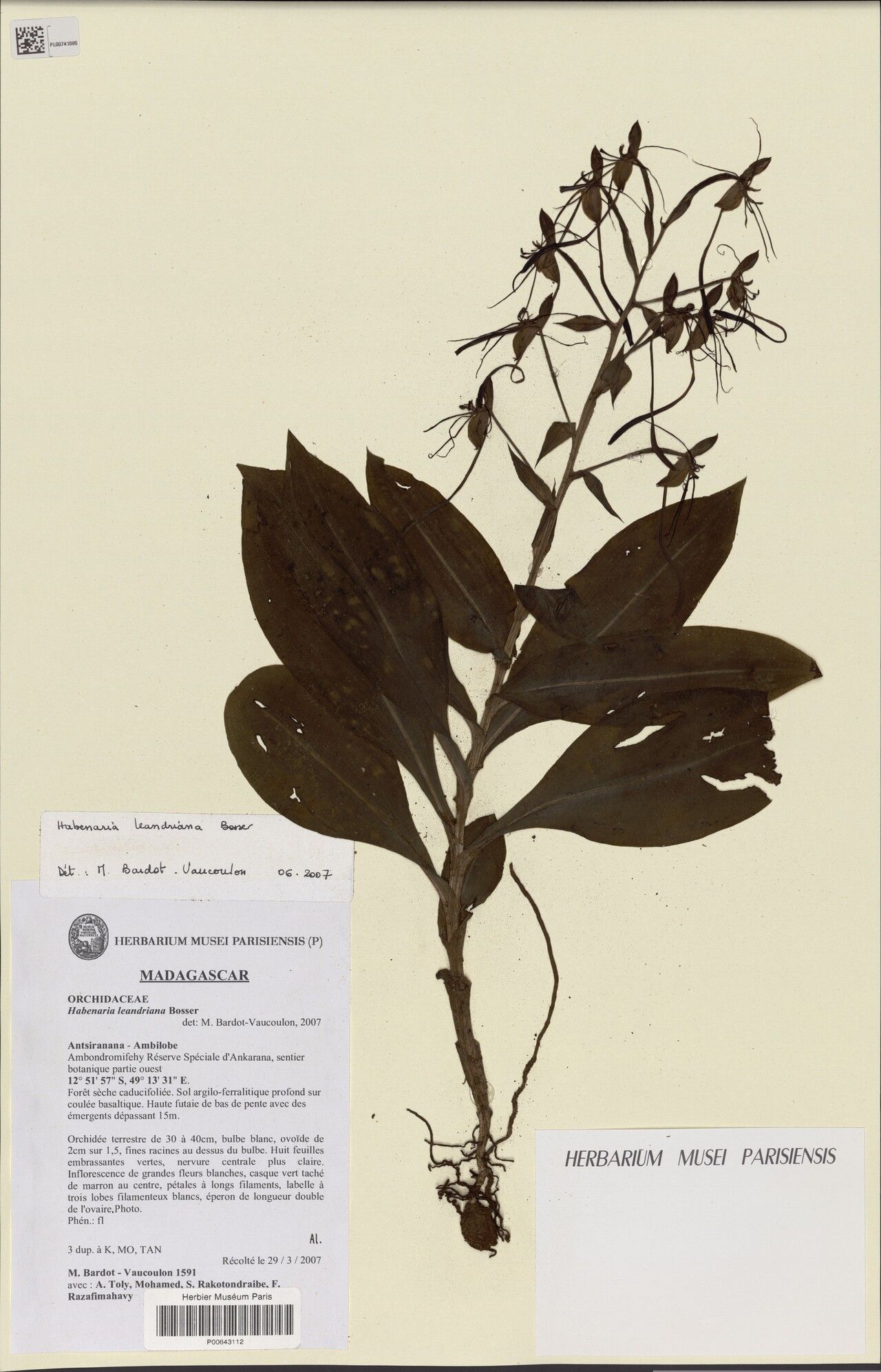 Habenaria leandriana — houseplant care guide