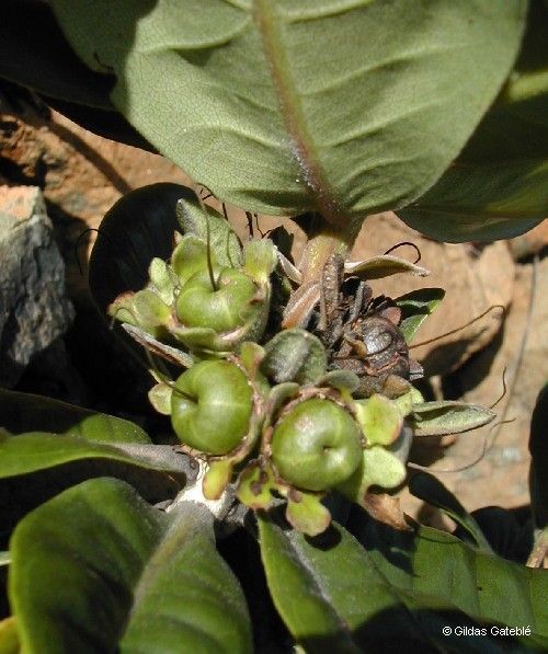 Xanthostemon macrophyllus fruit