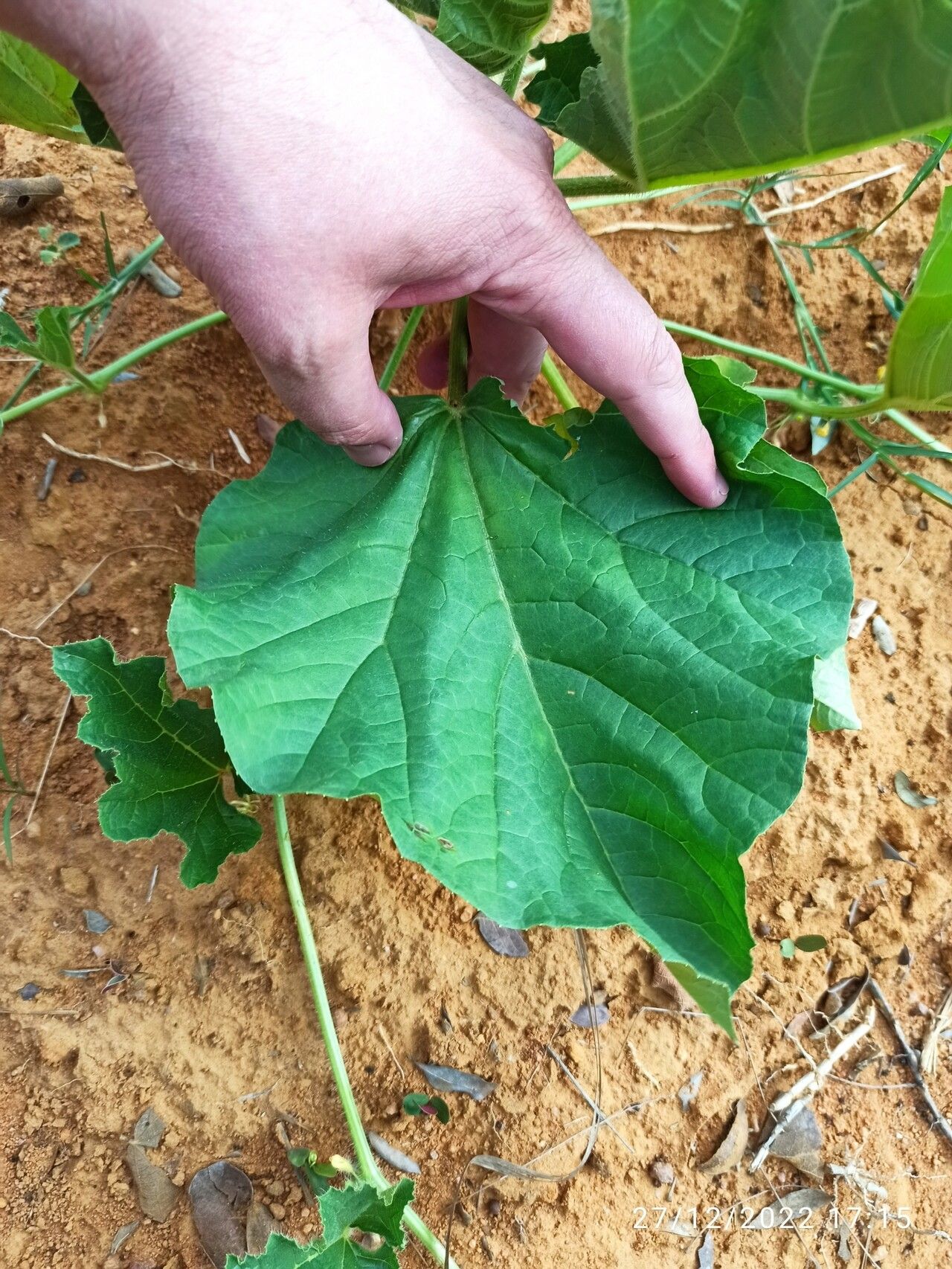 Cucumis humofructus — search result for 'Cucumis'