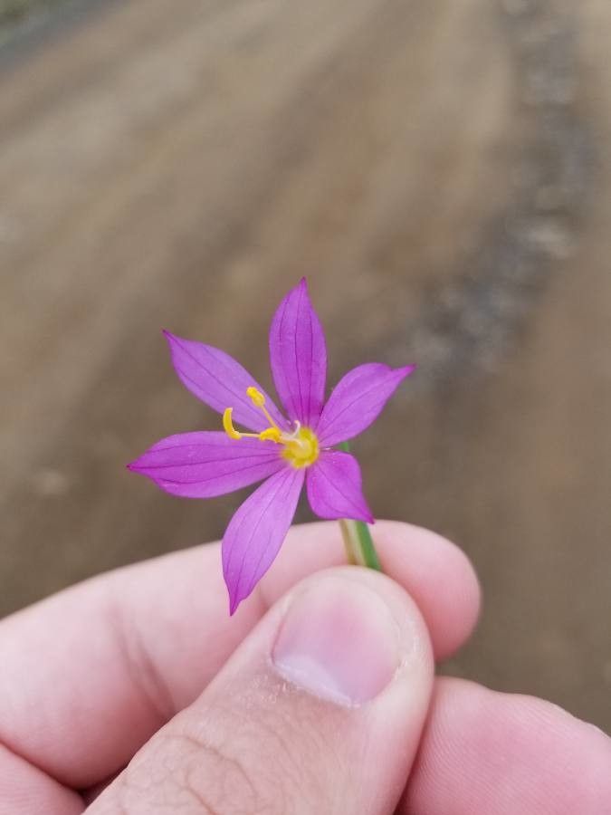 Nemastylis floridana flower