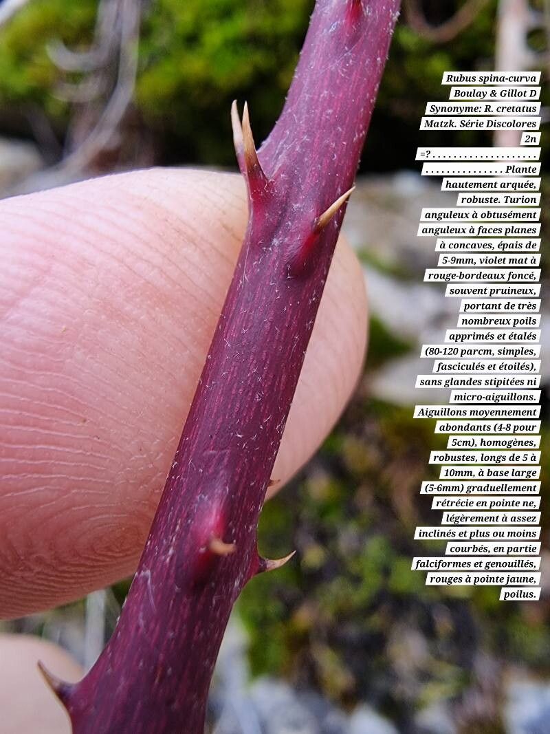 Rubus spina-curva bark