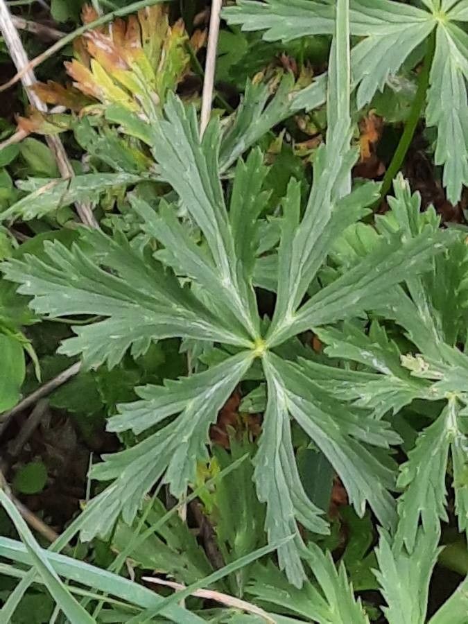 Trollius europaeus — search result for 'Russia'