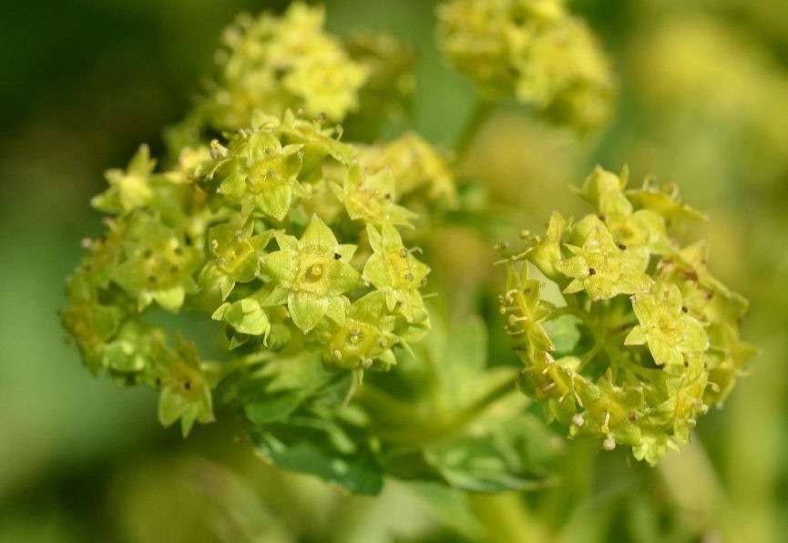 Alchemilla straminea flower