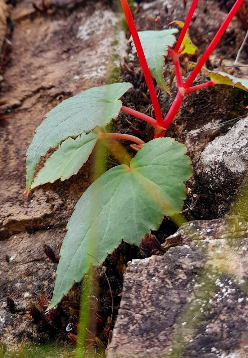 Begonia micranthera — houseplant care guide