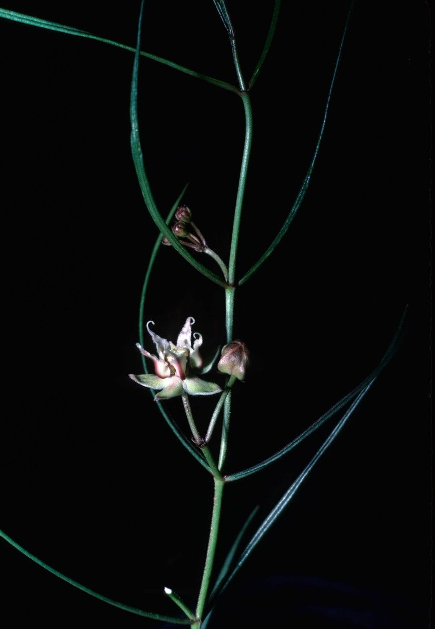 Asclepias macrotis — search result for 'Asclepias'