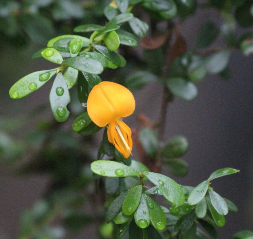 Brya ebenus — search result for 'Jamaica'