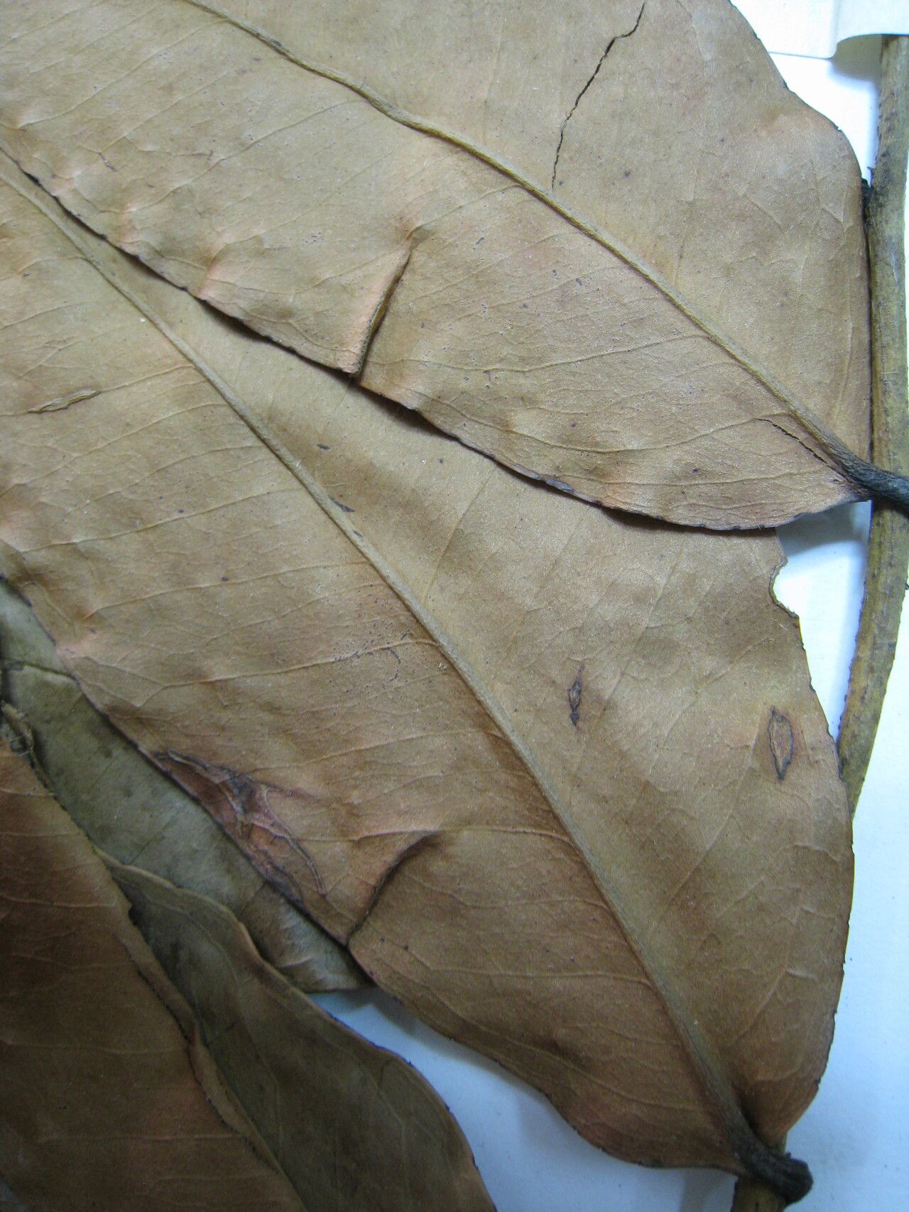 Marcgravia purpurea other