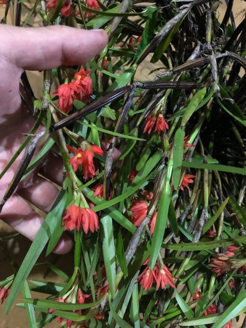 Scaphyglottis imbricata — houseplant care guide