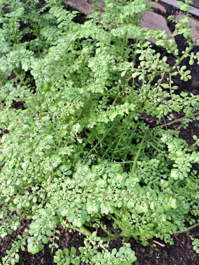Pilea serpyllacea habit