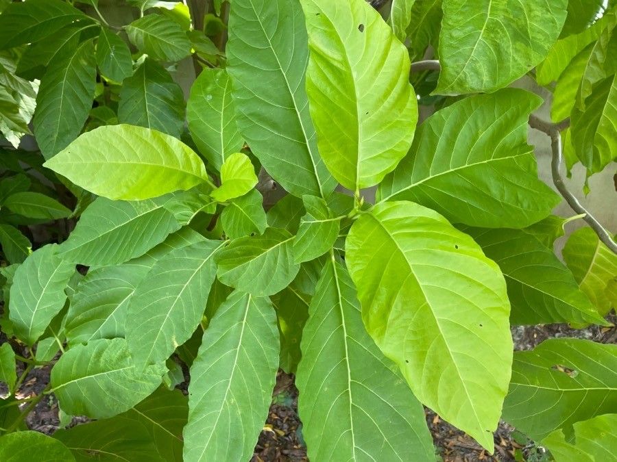 Pisonia grandis leaf