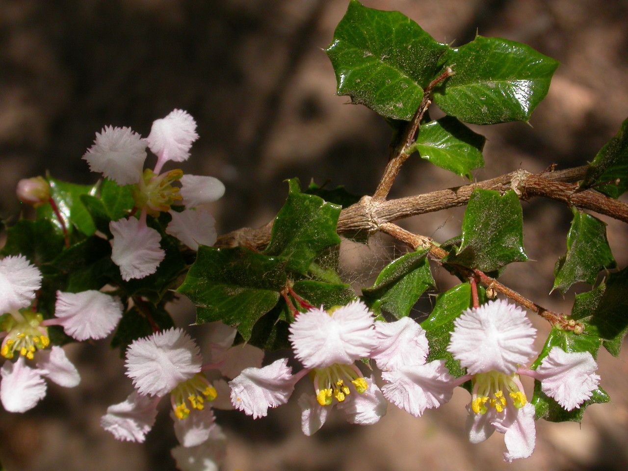 Malpighia aquifolia — related species from the same genus