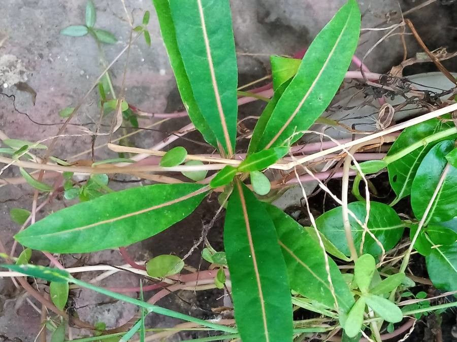 Barleria lupulina — search result for 'Acanthaceae'