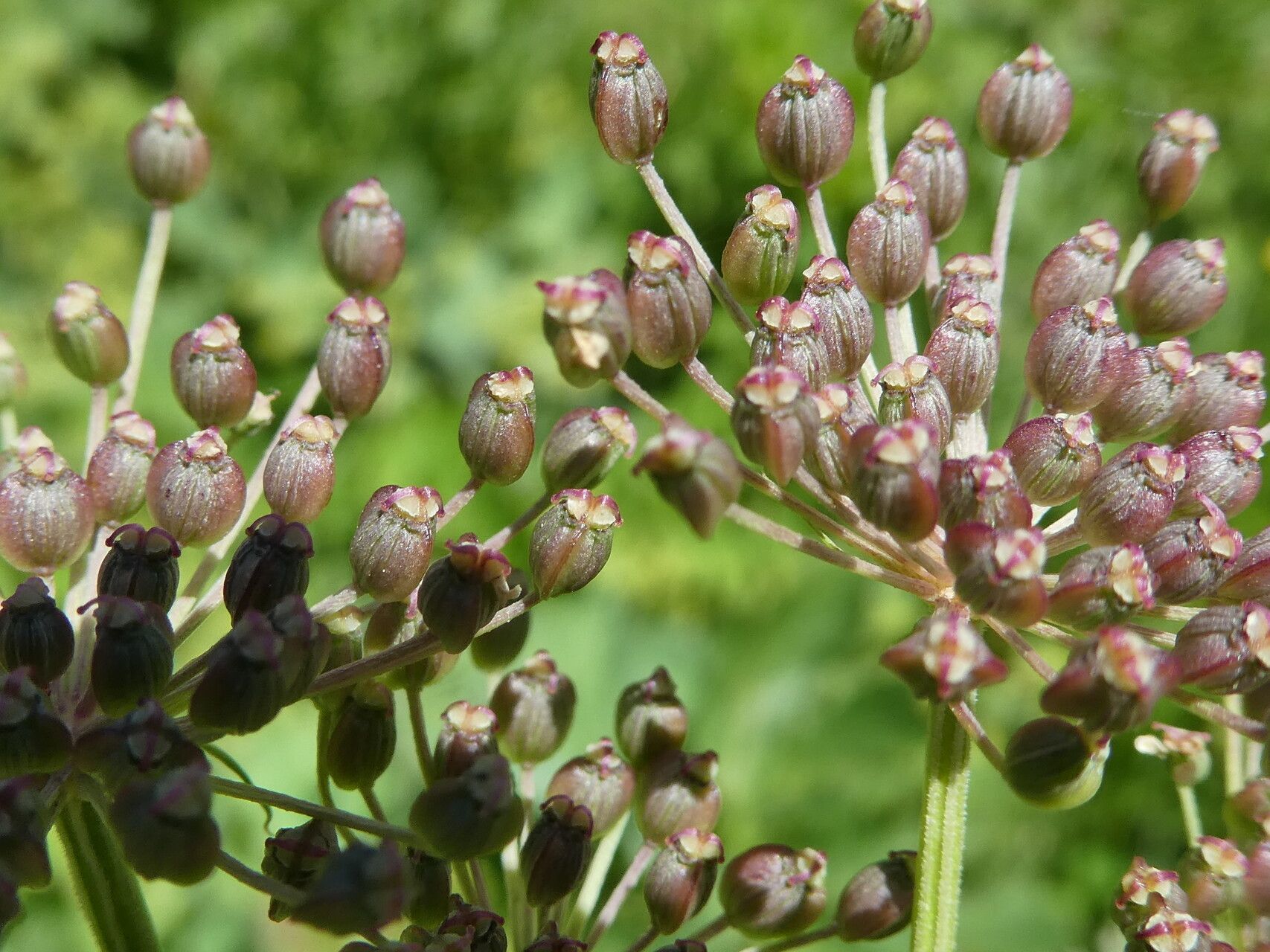 Imperatoria ostruthium fruit