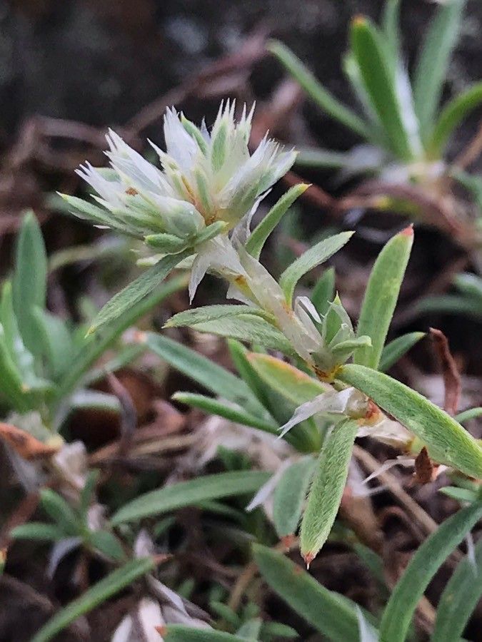 Paronychia argyrocoma — search result for 'Kentucky'